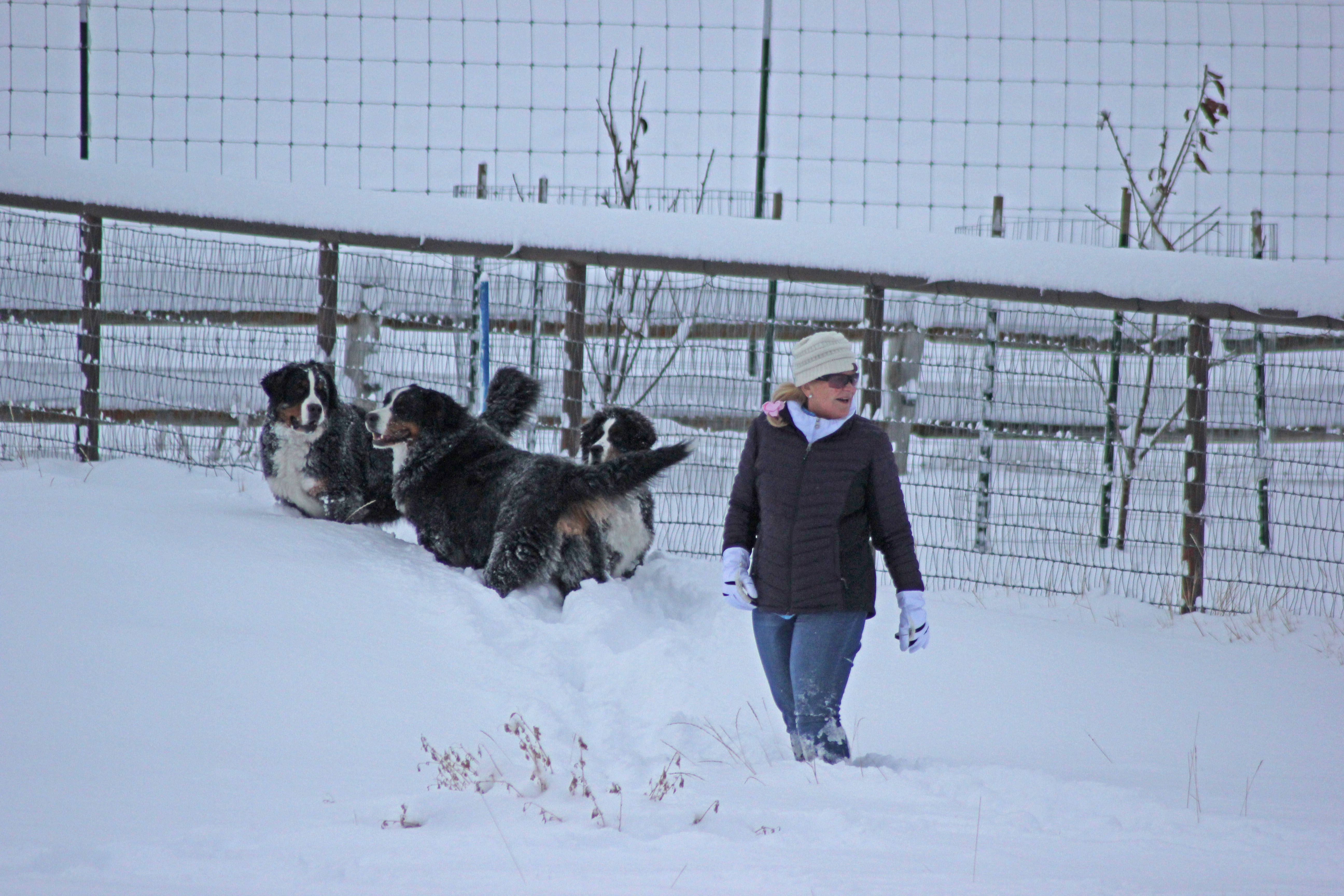 Priscilla with Bernese Mountain Dogs in snow at Powder Keg Farm